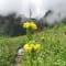 Valley of Flowers Trek with Hemkund Sahib review