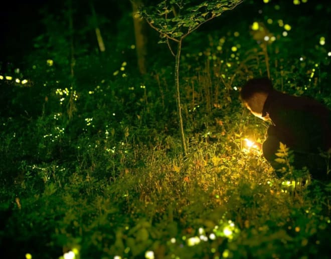 Prabalmachi Fireflies Night Trek Image