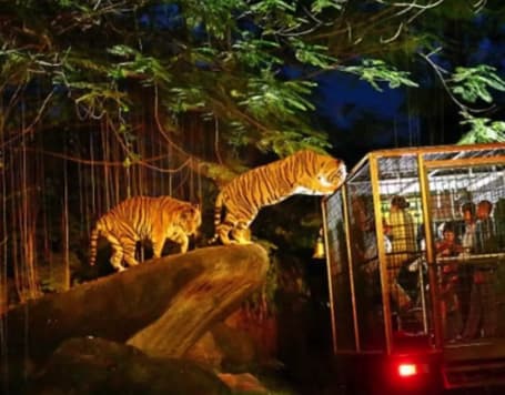 Night Safari Singapore Tickets