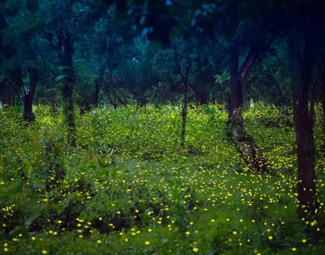 Prabalmachi Fireflies Night Trek Image
